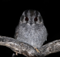 Australian Owlet-Nightjar photo 3