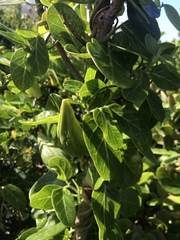 Cynanchum obtusifolium