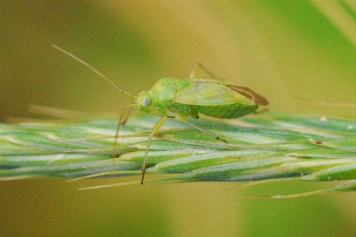 Potato Mirid