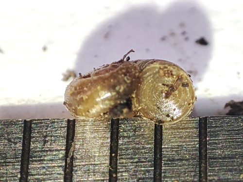 Valvata macrostoma observed 2024-10-19