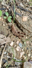 Orthoptera