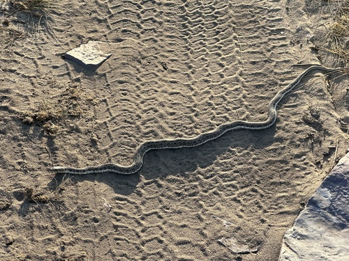 Angolan skaapsteker