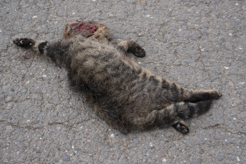Domestic Cat
