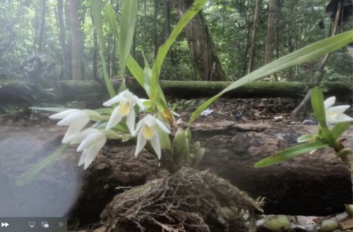 Foto de Orquídea-amarela