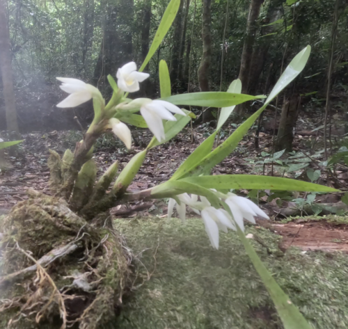 Foto de Orquídea-amarela