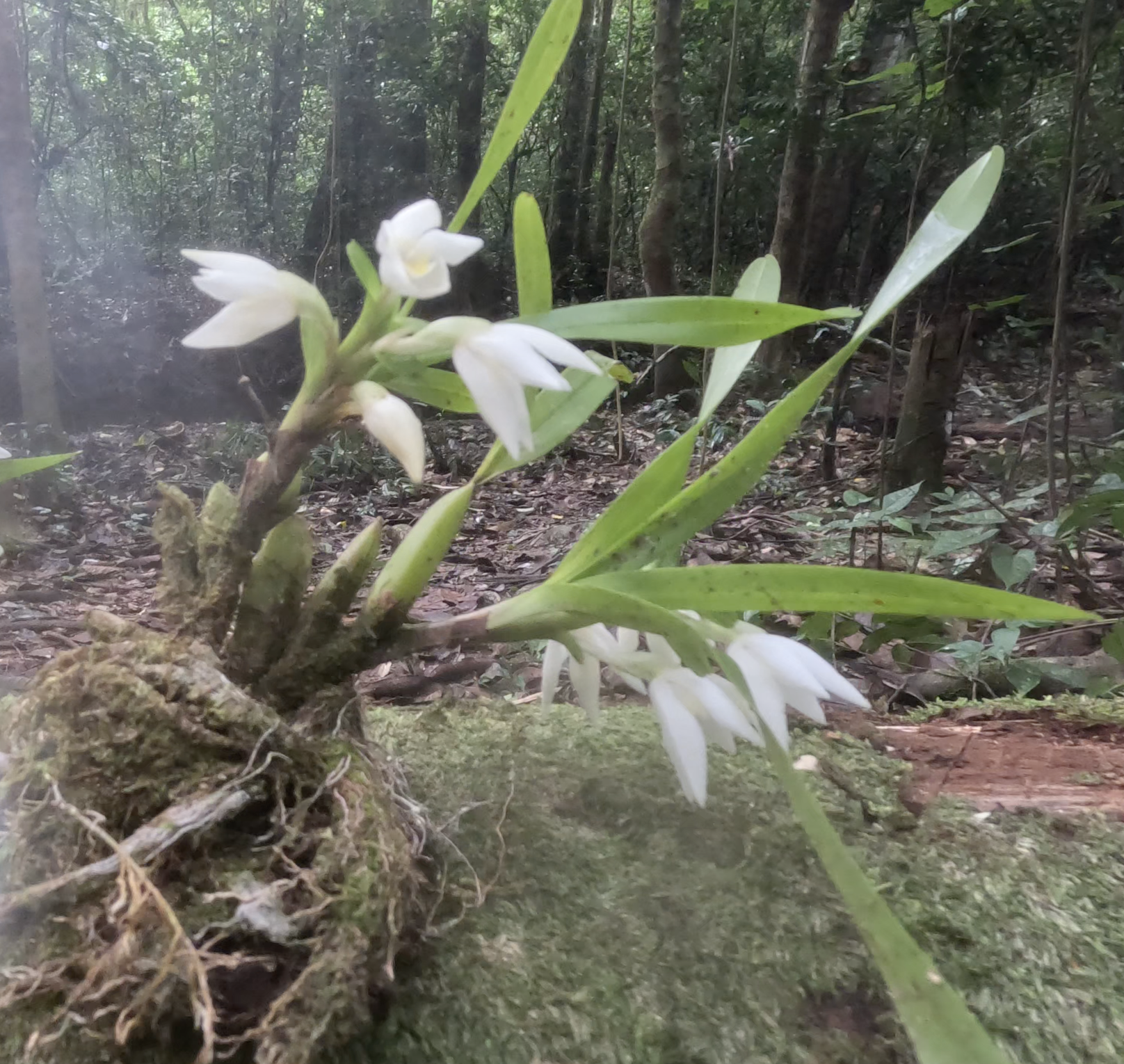 Imagem de Orquídea-amarela