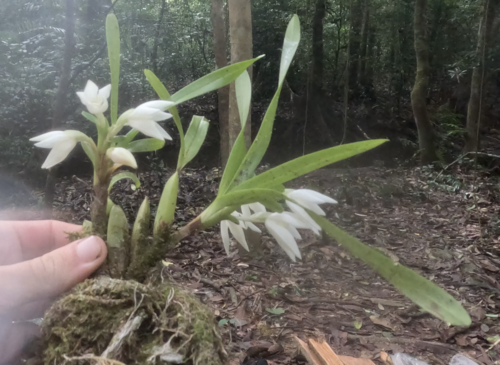 Foto de Orquídea-amarela