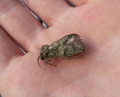 Polyphaenis sericata