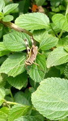 Caelifera