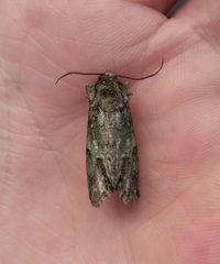 Polyphaenis sericata