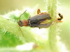 Cantharis lateralis