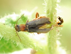 Cantharis lateralis