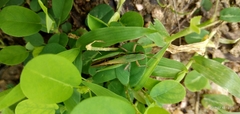 Orthoptera