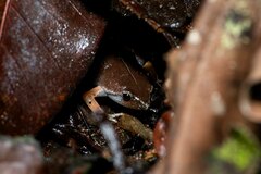 Eyebrowed Humming Frog photo 4