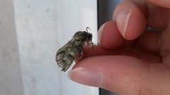 Polyphaenis sericata