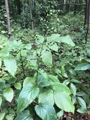 Scrophularia nodosa