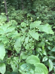 Scrophularia nodosa