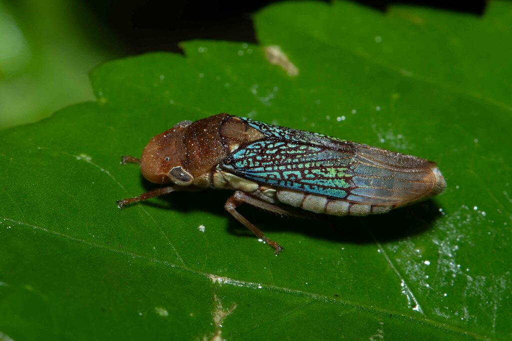 Hyogonia