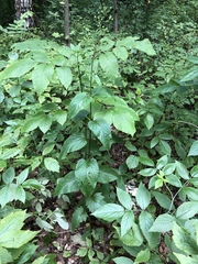 Scrophularia nodosa