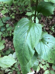 Scrophularia nodosa