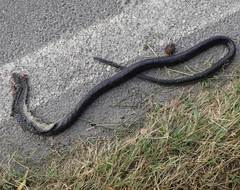 Hierophis viridiflavus