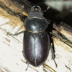 Lucanus mazama