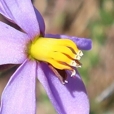 Lady's hand (Cyanella hyacinthoides)