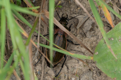 Carabus monilis