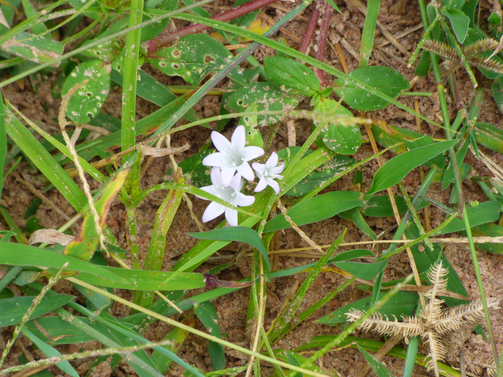 Richardia grandiflora