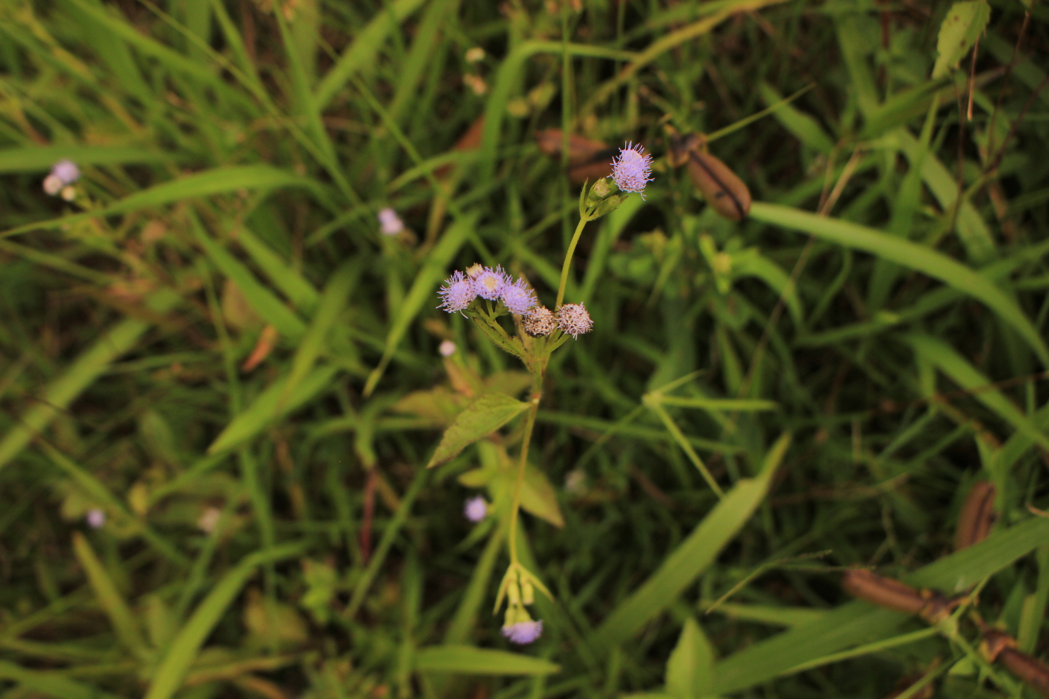 Praxelis clematidea
