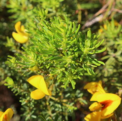 Cyclopia genistoides, photograph (c) Diana Studer, some rights reserved (CC BY)