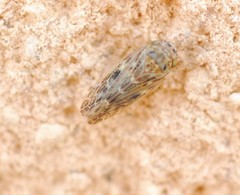 Athysanini