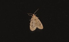 Paidia rica