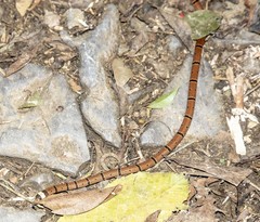 Sinomicrurus macclellandi