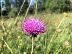 Carduus defloratus