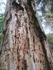 Prionoplus reticularis