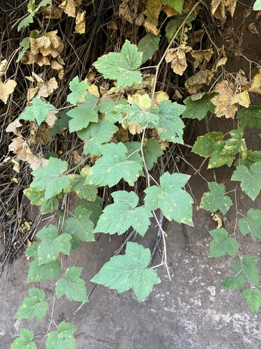 Image of Rubus neomexicanus by no rights reserved