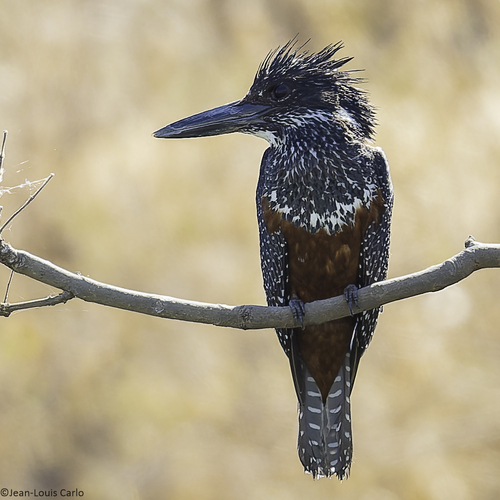 Giant Kingfisher