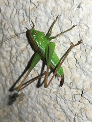 Bicolorana bicolor