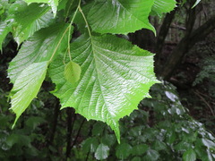 Euptelea polyandra
