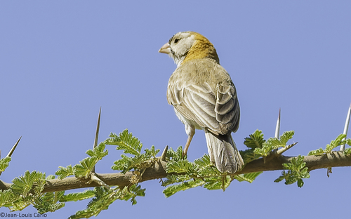Speckle-fronted Weaver