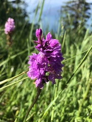 Dactylorhiza maculata