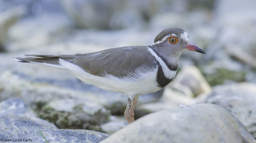 Three-banded Plover