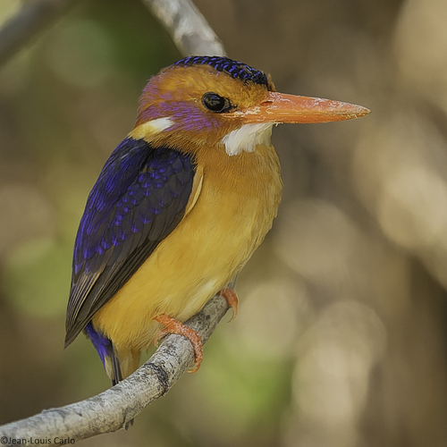 African Pygmy Kingfisher