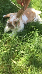 Oryctolagus cuniculus domesticus