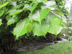 Euptelea polyandra