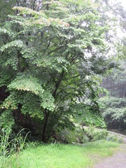 Euptelea polyandra