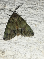 Polyphaenis sericata