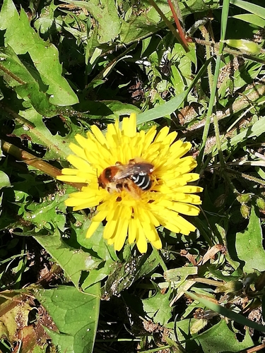 Photo of Common Pantaloon Bee (Dasypoda hirtipes)