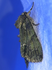 Polyphaenis sericata